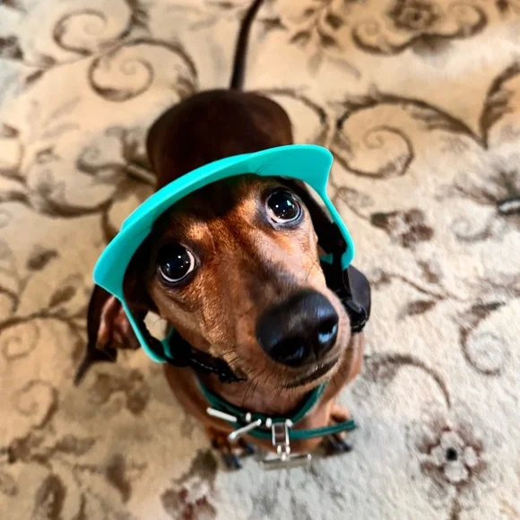 Small Dog Hat and Goggles Set Adjustable Sun Hat UV Protection Puppy Sunglasses - Picture 6 of 11